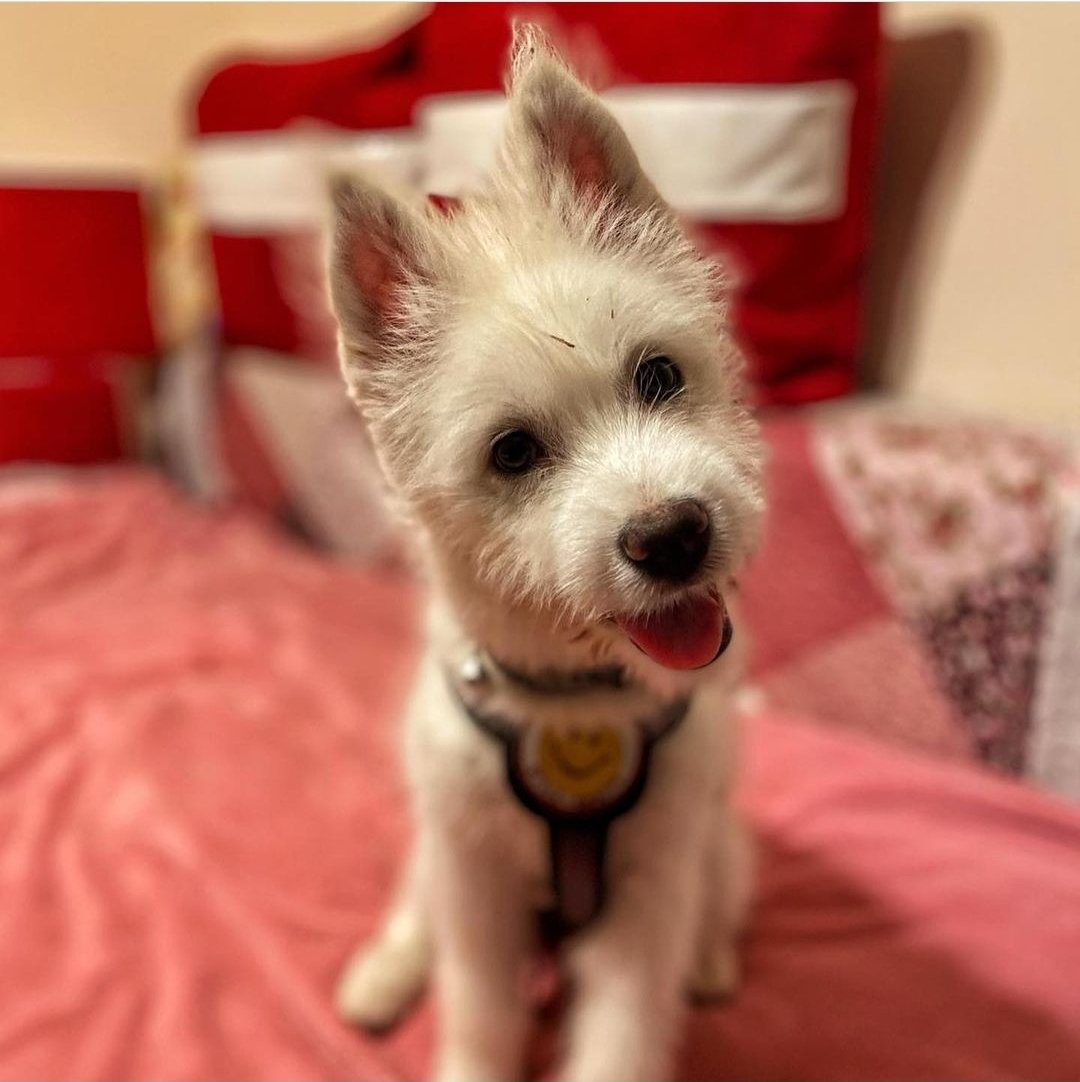 Happy #NationalPuppyDay 🐶