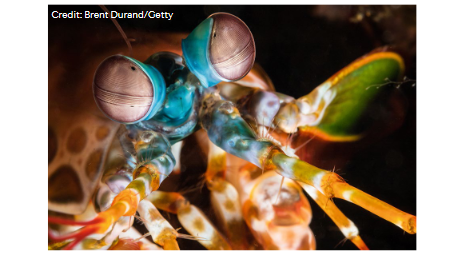 NatRevPhys's tweet photo. Research Highlight: Looking like a shrimp. A paper in @ScienceAdvances reports a new approach to simultaneously detecting the colour and polarization of light, inspired by the eyes of mantis shrimps
https://t.co/m1nRUAGiDt https://t.co/TquADvL2iW