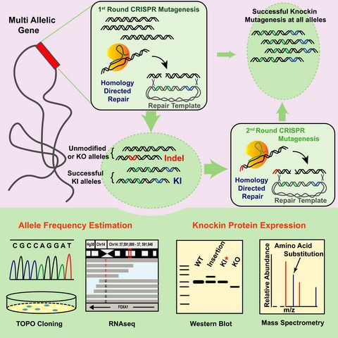 FEBSOpenBio's tweet photo. Now in Early View: CRISPR‐based knock‐in mutagenesis of the pioneer transcription factor FOXA1.

Read it here ➡️ https://t.co/u7PGrzd0xk

#CRISPR #FOXA1 #breastcancer https://t.co/VJHMqcdaCZ