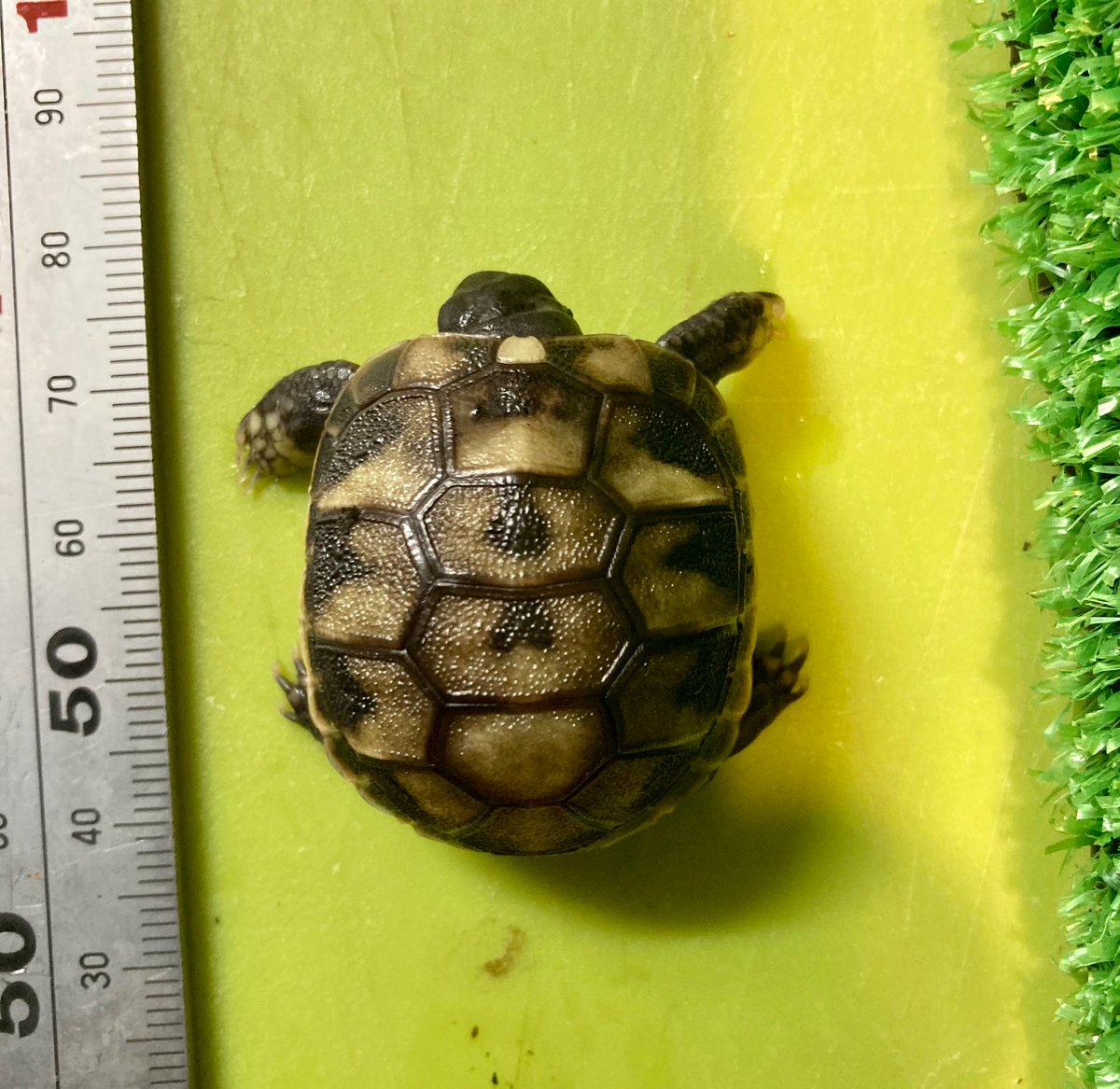 鳥類孵化 ベルバード リトルママ リトルママ 小型デジタル自動孵卵器 中古整備済 ※新型モデル