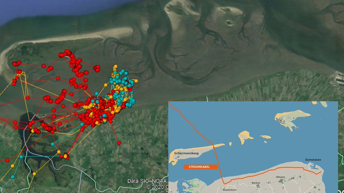 GlobalFlyway's tweet photo. En dat niet alleen, de stroomkabel doorklieft het wad precies door pas ontdekte maar al jaren bestaande, slagpenrui-gebied van #LEPELAARS.... een vergeten hoekje #Waddenzee dat ze opzoeken in kwetsbaarste tijd van jaar. Lees erover in nieuwe boek https://t.co/jsVVdH6oyA
#Metawad https://t.co/OWFkQWa6L3