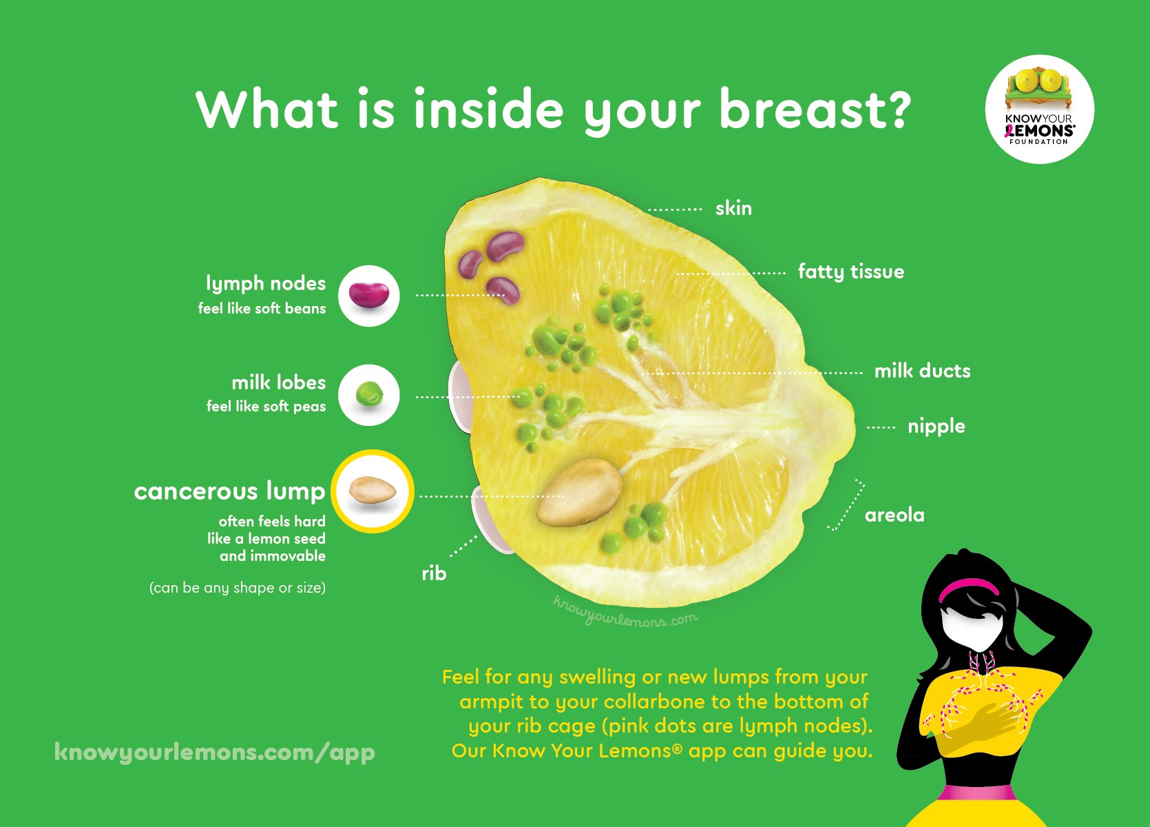 Know Your Lemons on Twitter "Know your breast anatomy! There are good