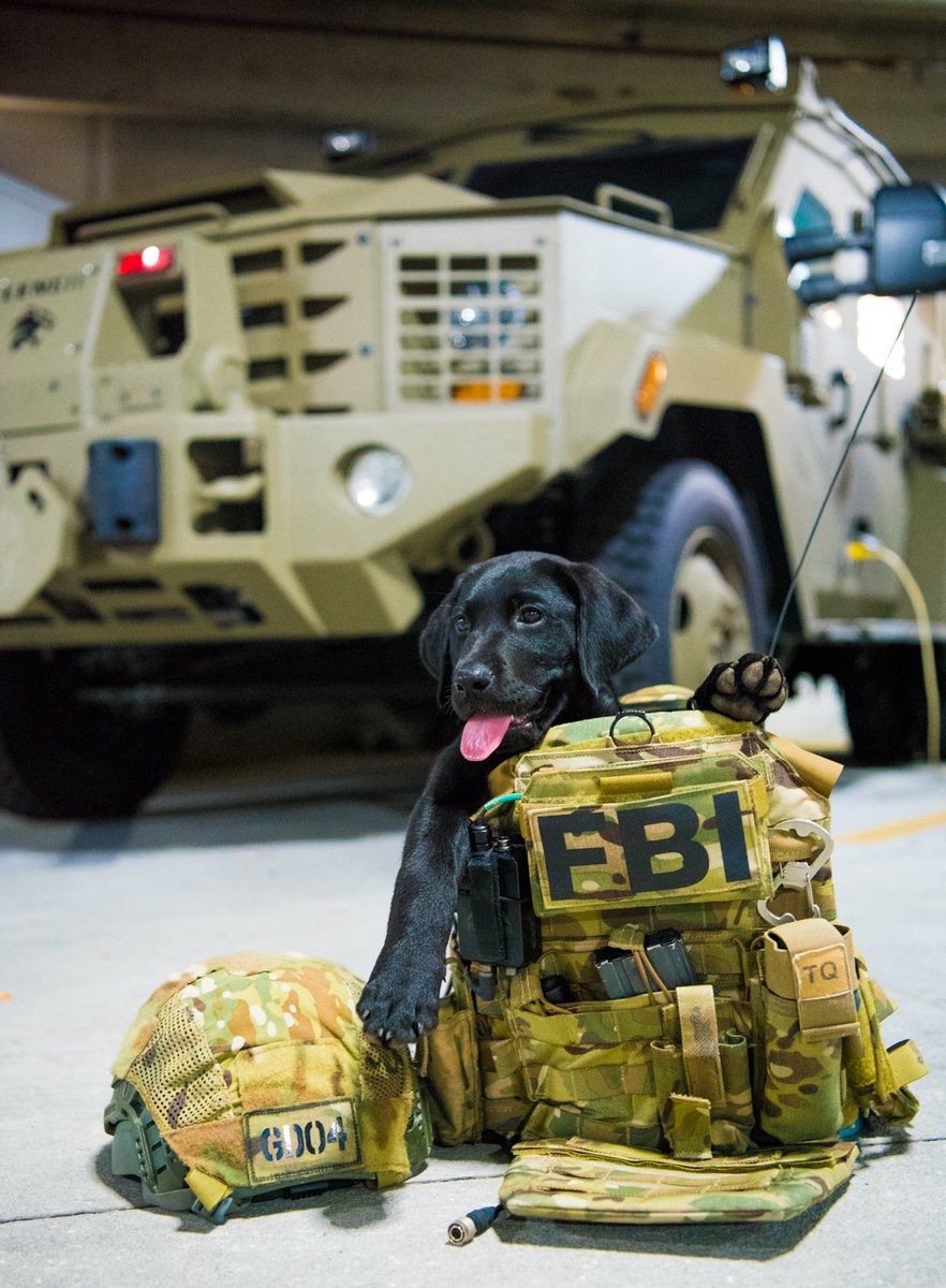 black lab puppy sitting with FBI vest and tactical gear