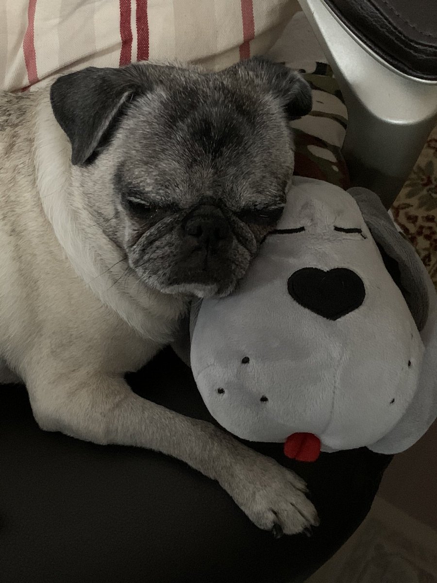 Pia_Pia_the_Pug's tweet photo. A #pug and her #pillow! #love #puglove #pugs @pillow_dog #puglife #pugsoftwitter #pugnation #truelove #happiness #donotdisturb #sleepy #tired #adorable #precious #rescuedog #vcapets #florida #mondaymood #workingfromhome #workingfromhomewithdogs #remotelife https://t.co/1rb8Nh6H5R