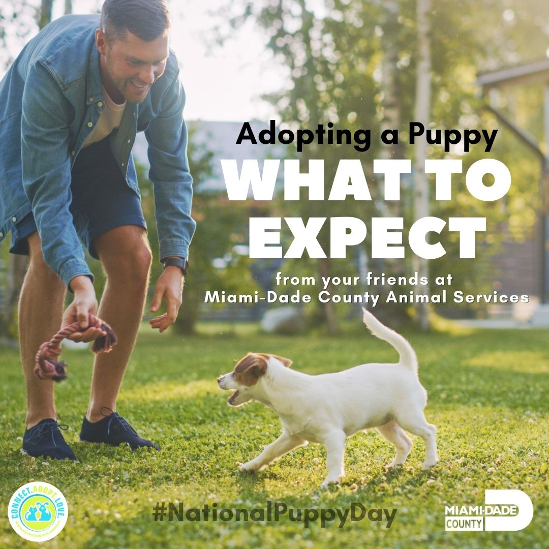 AdoptMiamiPets's tweet photo. Happy National Puppy Day!
Puppies are the cutest, but welcoming a new puppy to your family can a challenge.  It requires patience, discipline, and training for both you and the puppy 😀.  Remember it's a lifetime commitment. 
Here are some helpful tips for new puppy pawrents. https://t.co/oABUJSERyZ