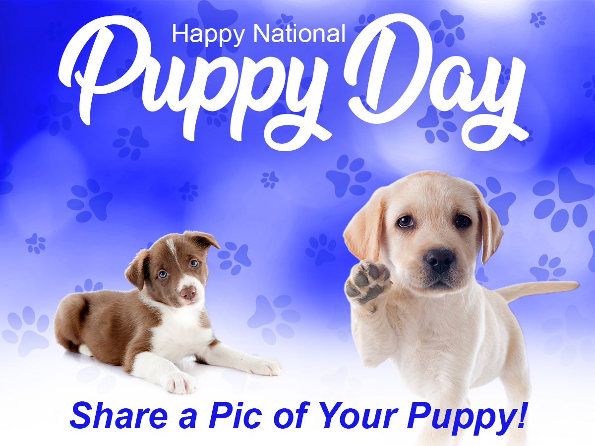 Respond with a pic of your puppy to celebrate National Puppy Day! We can't wait to see your furry friend! 🐶🐶🐶