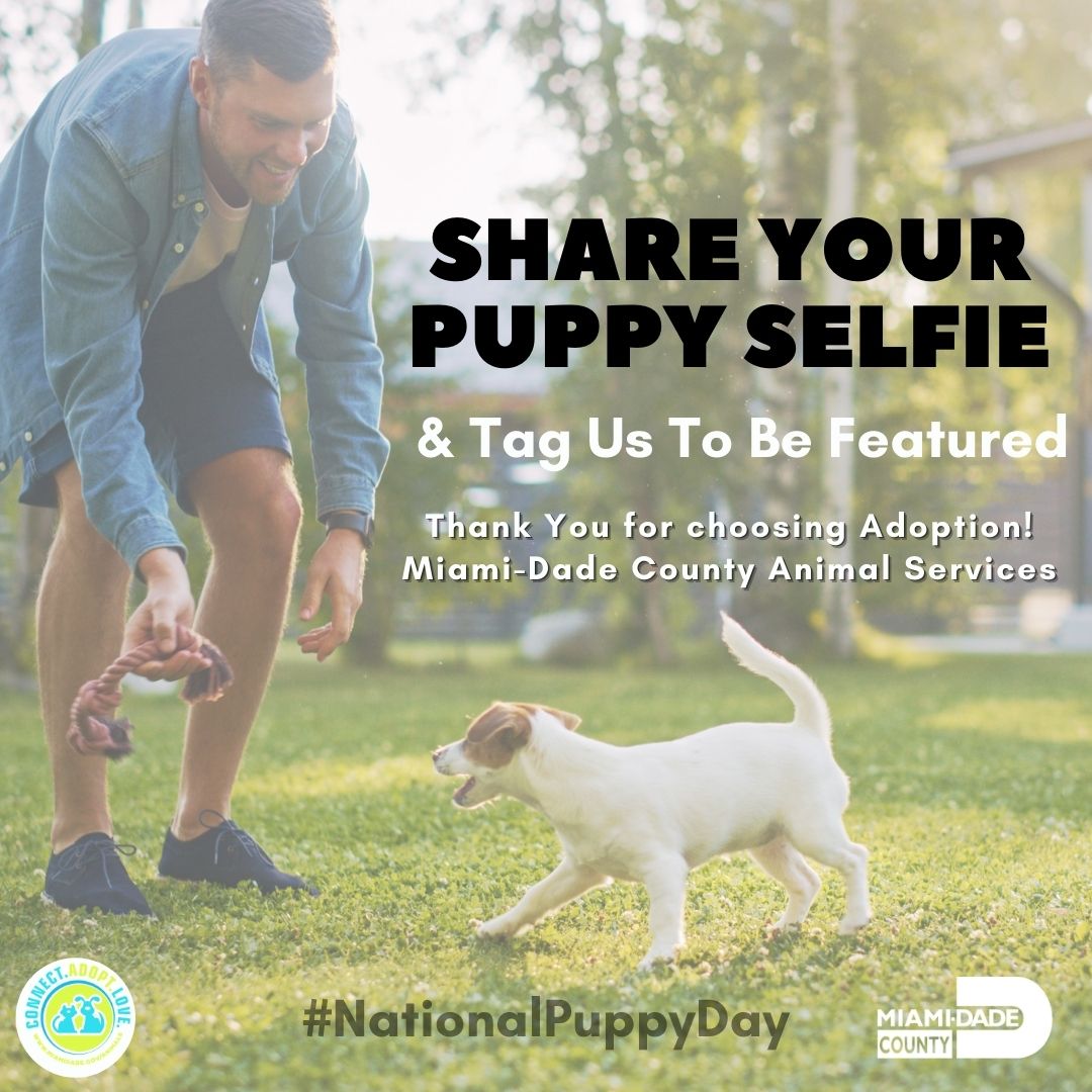 AdoptMiamiPets's tweet photo. Happy National Puppy Day!
Puppies are the cutest, but welcoming a new puppy to your family can a challenge.  It requires patience, discipline, and training for both you and the puppy 😀.  Remember it's a lifetime commitment. 
Here are some helpful tips for new puppy pawrents. https://t.co/oABUJSERyZ