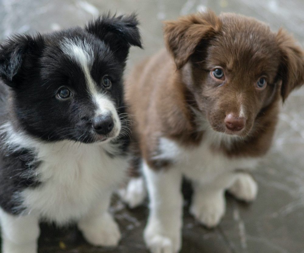 Hinds County, MS (HindsCountyMS) / Twitter