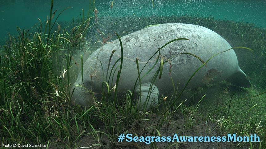 manatee eating plants