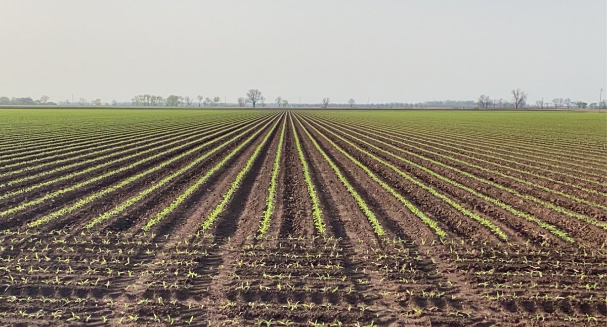 smahalitc's tweet photo. Nice little early morning rainfall on the corn fields. #21corn #coloradocountytexas #dekalb #dekalb69-99 #coastalbendoftexas https://t.co/vVxddaMz2X