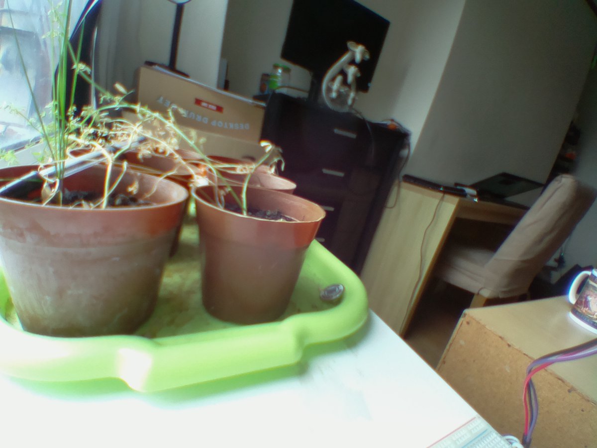 Albert01649102's tweet photo. Today our lentils look like this: https://t.co/m6ngeivBWA