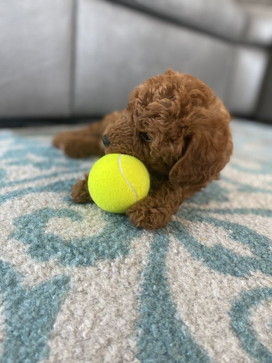 reneeknake's tweet photo. Happy #NationalPuppyDay 🐾 #Rilke #pandemicpuppy #livethequestions

How it started:          How it’s going: https://t.co/lTEkzkgPBS