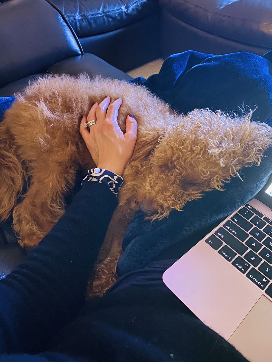 reneeknake's tweet photo. Happy #NationalPuppyDay 🐾 #Rilke #pandemicpuppy #livethequestions

How it started:          How it’s going: https://t.co/lTEkzkgPBS