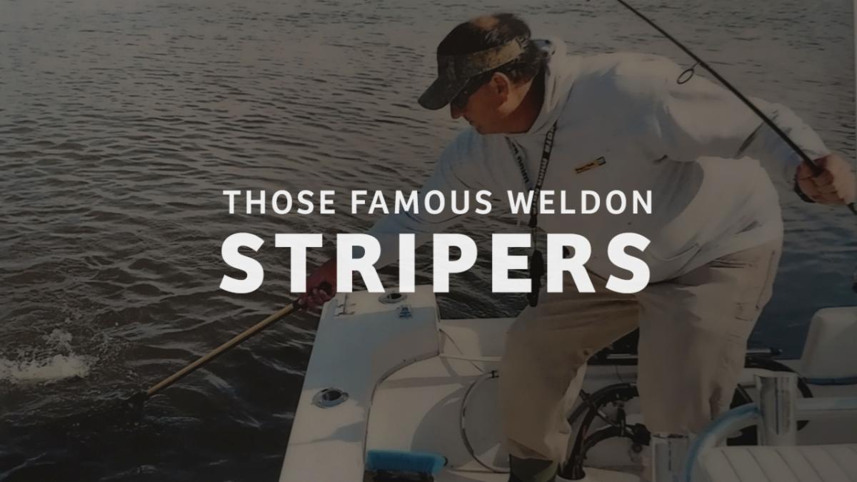 FishPoster's tweet image. Episode 50: Those Famous Weldon Stripers with Capt. Joey VanDyke conta.cc/3qVnneE