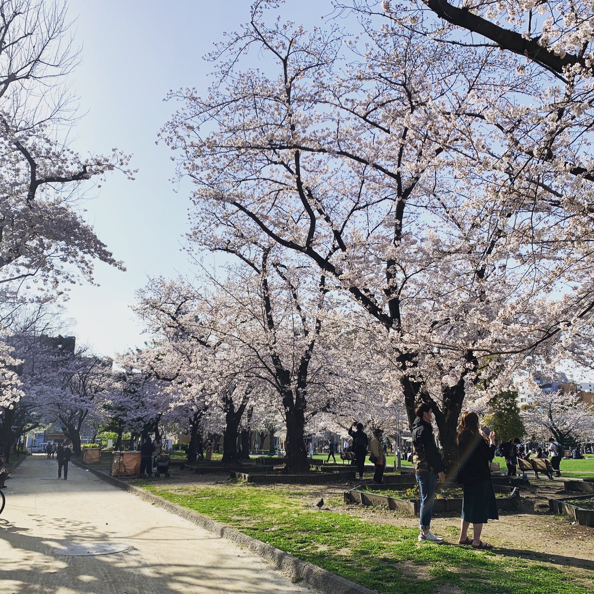 桜可愛い 桜可愛い