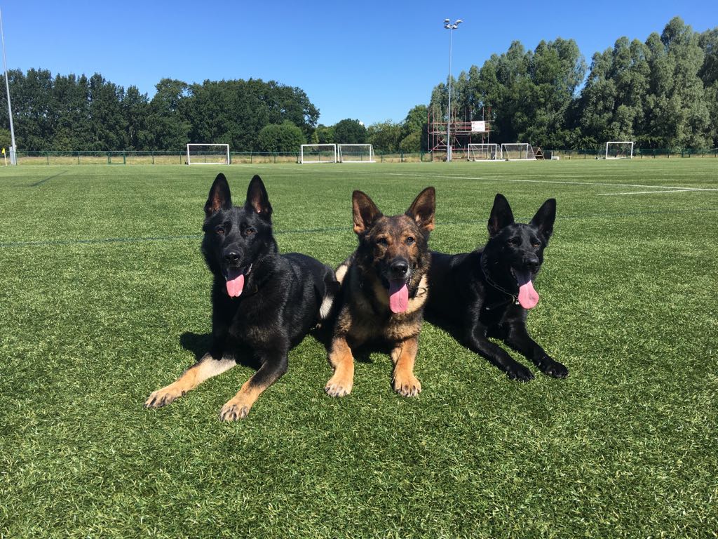 K9Scottish's tweet photo. @MikePannett @PoliceChiefs @Ex_arv_sgt @FABSITEUK @K9Finn @ConstableChaos @MrNickKnowles @Foxtrot_Cop @PD_Sable @NickDowningSCD @WMPDogs @polscotdogs #PDBodie #PDVinnie #PDZiva shift mates enjoying some downtime between training 😍😍😍 https://t.co/DjbVZXdRrR