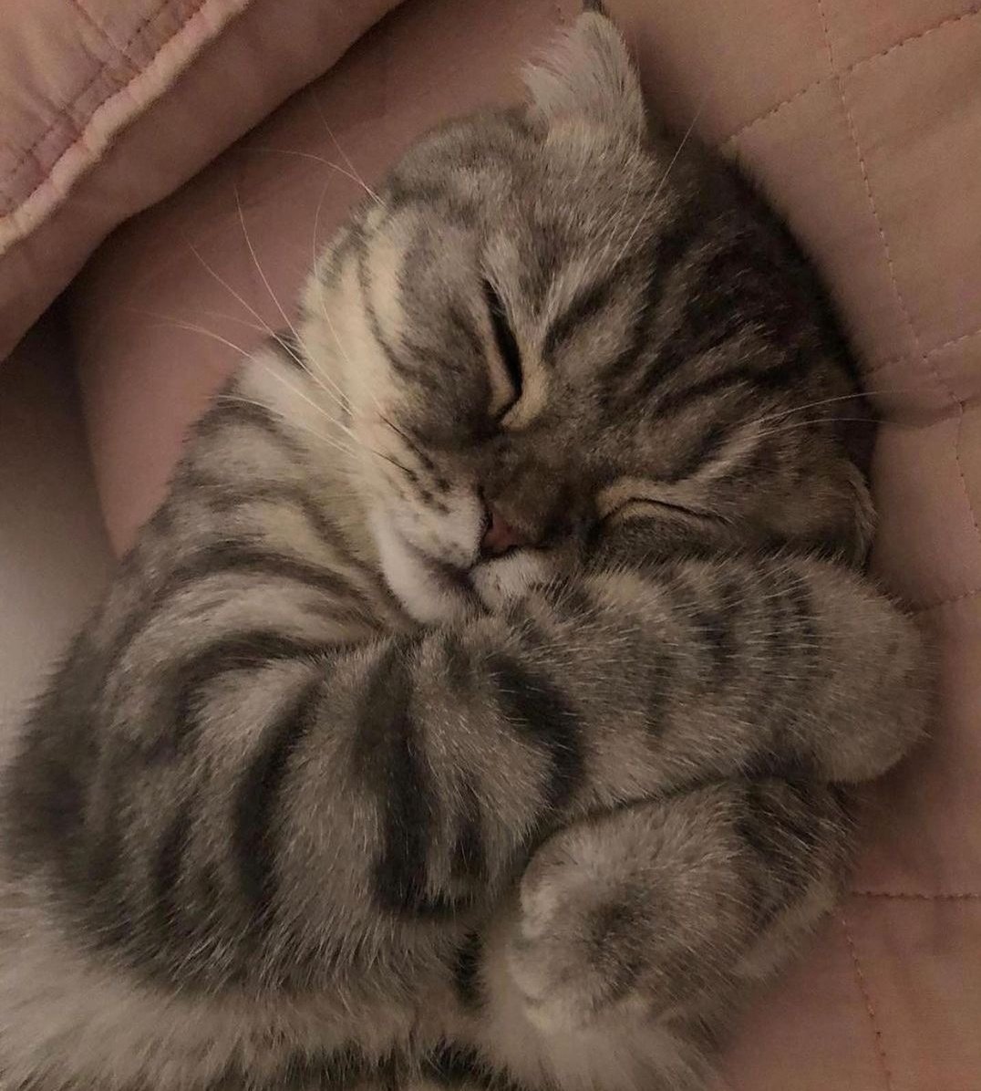 ulat_bulu_bulu's tweet photo. 1. Kepala serabut fikir masalah.

2. Cara penyelesaian.

📷 : waffle_n_bekko https://t.co/4pVzx1db2S