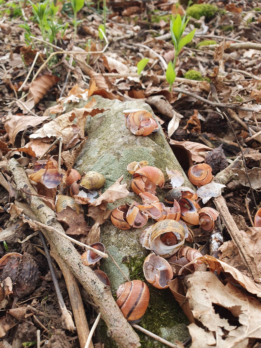 KarinKjernsmo's tweet photo. Great day out in Leigh Woods searching for active Thrush anvils with @Wild_yates today, this bird seems to have a fantastic search image for the pink, one-banded #Cepaea nemoralis 🐌 (with some Cornu aspersum in the mix) https://t.co/oiRIXvJlrU