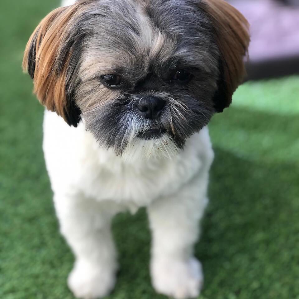 wm_FORWARD's tweet photo. #NationalPuppyDay! 🐶🐾￼#weremovingforward #puppieshelpheal #puppiesaretherapy #puppylovePost https://t.co/OkuXH33snQ