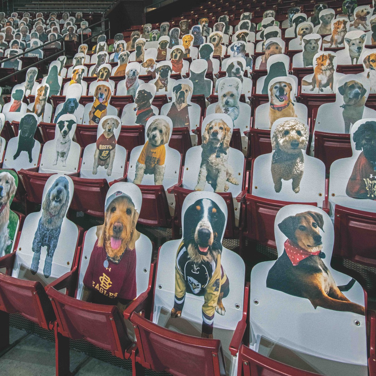 BostonCollege's tweet photo. Happy National Puppy Day to some of our favorite four-legged fans! 🐶 💛

📷: Lee Pellegrini in BC Magazine https://t.co/ZNlFWMKuD7