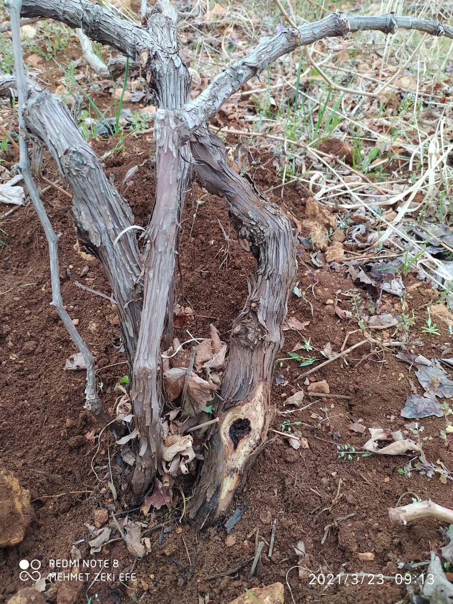 egil_tar's tweet photo. İlçe Müdürlüğümüz teknik personelleri tarafından #Bağ alanlarında kontroller yapıldı. #Kontrollerde gerekli tavsiyeler yapılıp, yanlış yapılan uygulamalar konusunda çiftçiler uyarıldı. @bekirpakdemirli @MustafaErtanAT1 @idrisarslan25 @suatdemirbas21 https://t.co/Wd9ODHzCiH