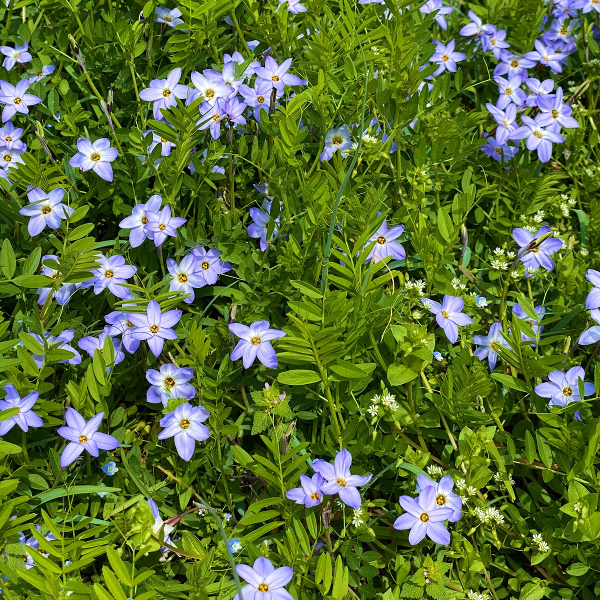 JCriCreate's tweet photo. 🌈 Tuesday is HUESDAY 🌈
Hue is represented on the color wheel as a range from 0-359.
Without color picking, what is the Hue of these Spring Flowers on first glance? #Huesday https://t.co/ypTB5gb3aR