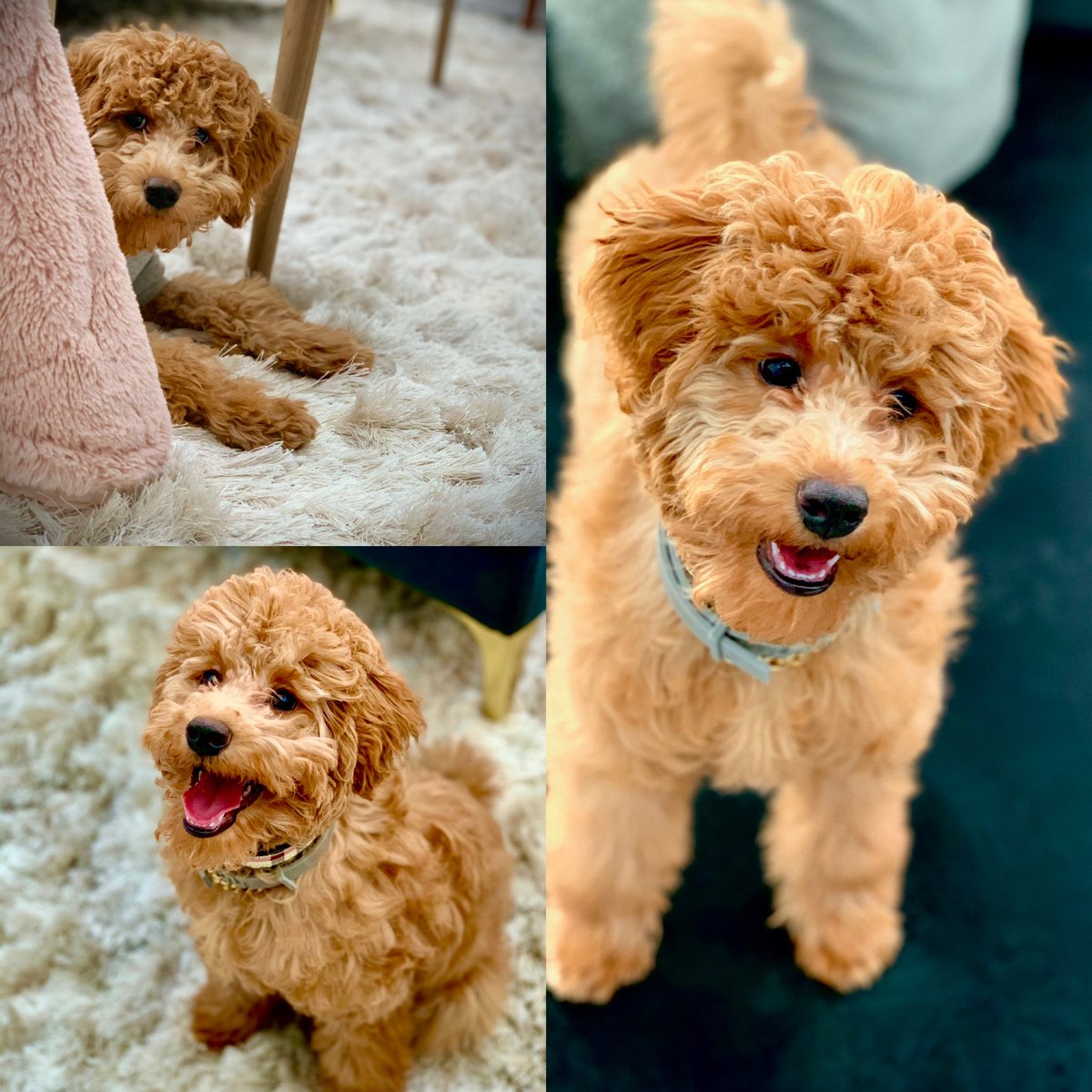 Y’all know I had to post my guy SirBastian for #NationalPuppyDay #GoodDayDC #Labradoodle