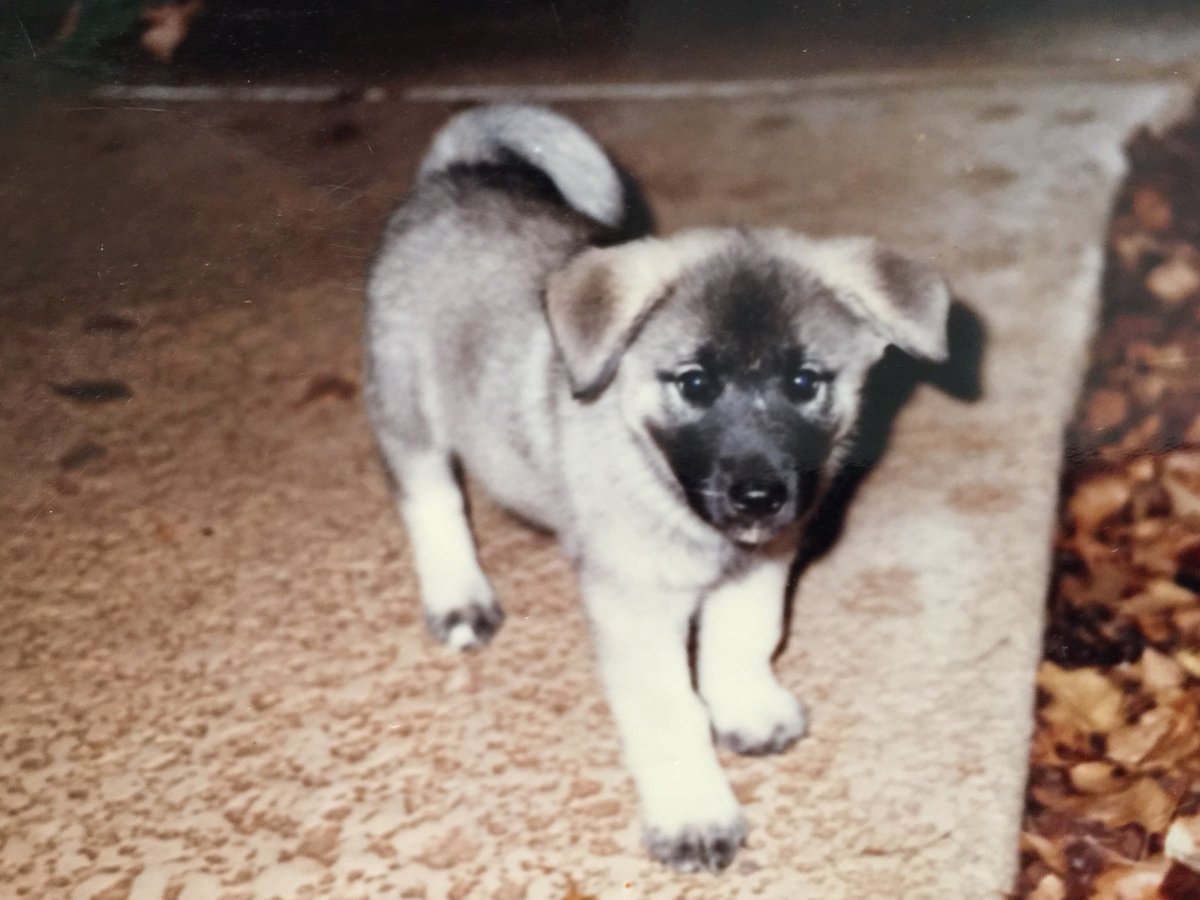 SafeH2o4Schools's tweet photo. @Angry_Staffer @latercomer_1 #MyFirstPuppy https://t.co/0dbOCcZkaE
