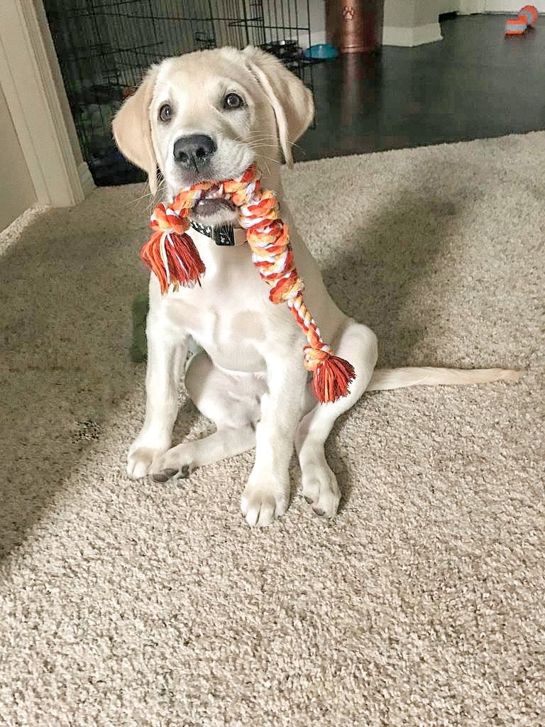 #NationalPuppyDay #throwbackmemories #labradorretriever