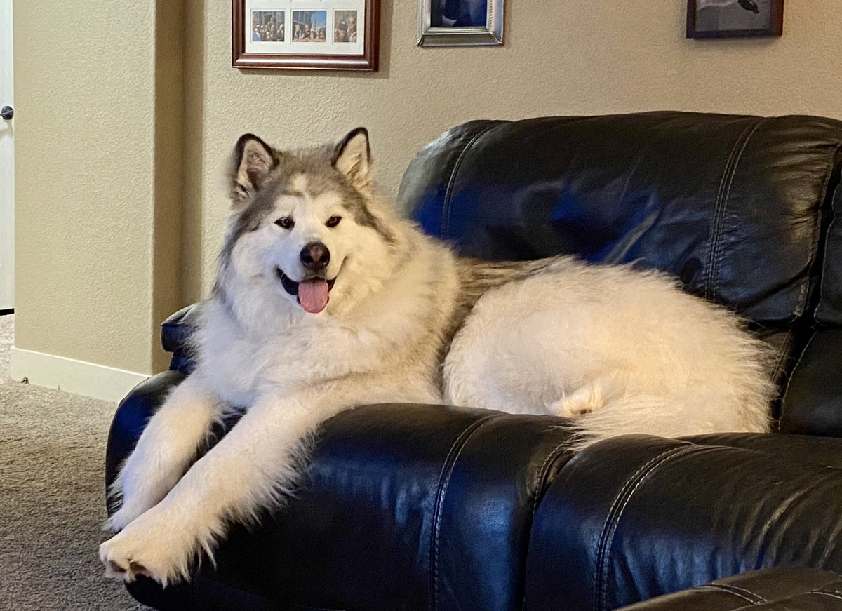 LR1703's tweet photo. @Angry_Staffer Our huge malamute baby. 😍 https://t.co/EOQBuVFgY4