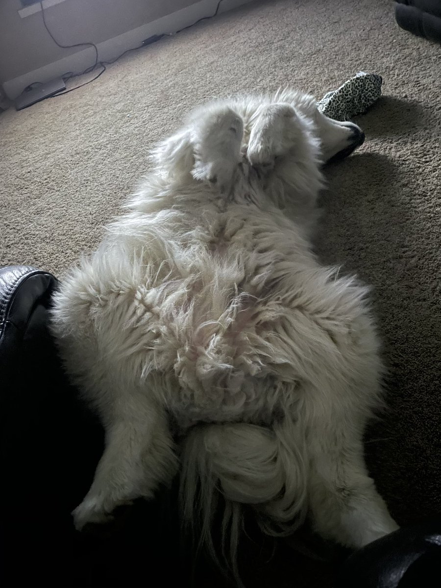 LR1703's tweet photo. @Angry_Staffer Our huge malamute baby. 😍 https://t.co/EOQBuVFgY4