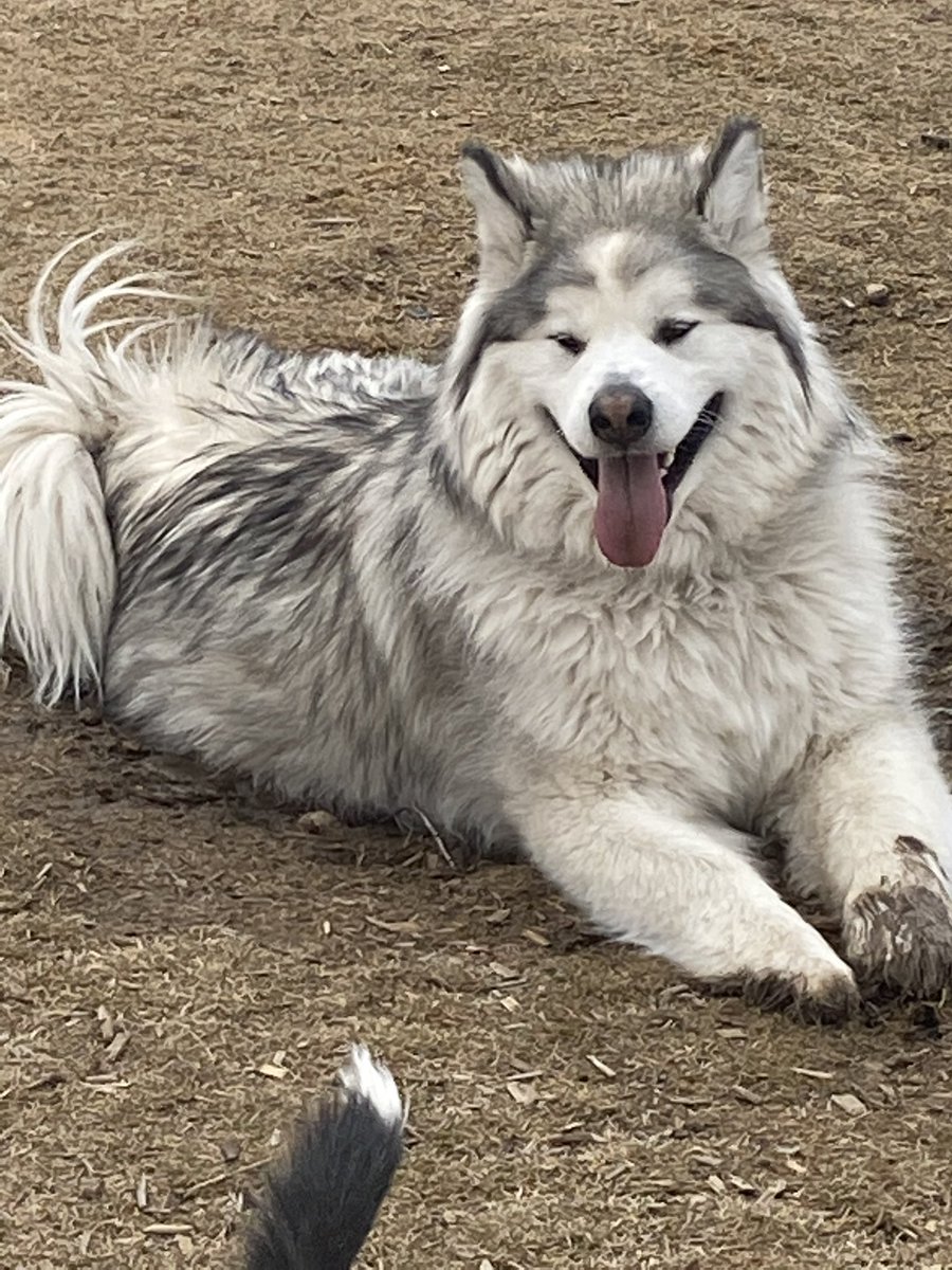LR1703's tweet photo. @Angry_Staffer Our huge malamute baby. 😍 https://t.co/EOQBuVFgY4