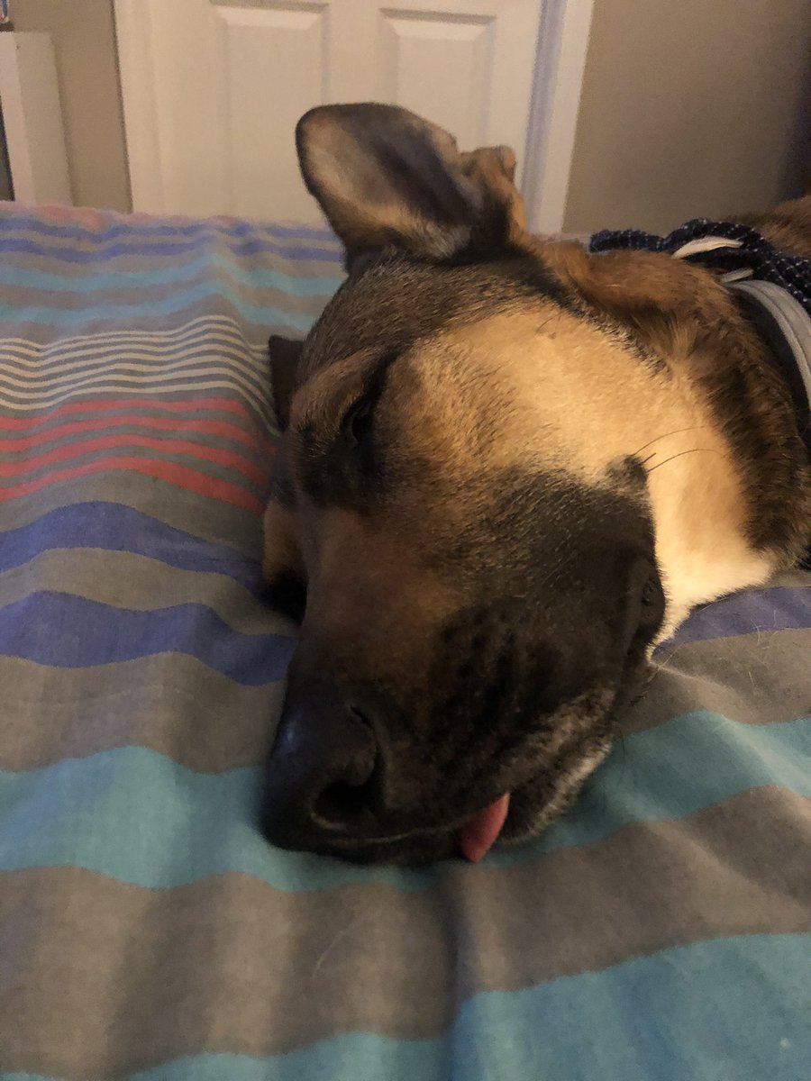 CasualTrails's tweet photo. Nearly a year after adopting Riker and trying to fly under the radar that is his wickedly good hearing... I FINALLY GOT THE BLEP. #shepmix #malinoismix #dogsoftwitter https://t.co/Bs9MKl7Cz7