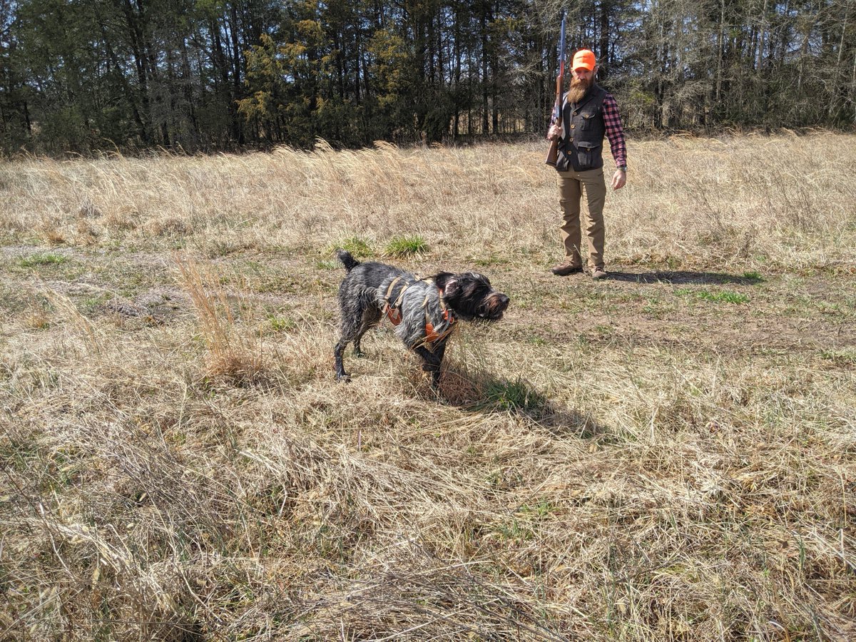 Took Odin to a preserve in VA on my road trip to take <a href="/joshtylermma/">Josh Tyler</a> out to #tryupland for the 1st time. Josh and I had a blast and Odin performed flawlessly!
<a href="/tryupland/">TRY UPLAND</a> | <a href="/League_of_SG/">Savage Gentleman</a> 
#upland #uplandhunting #birddog #gundog