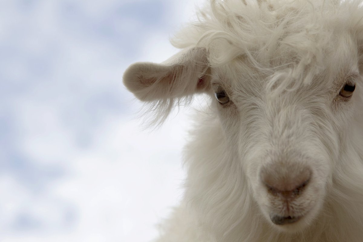 #Tchibo has become a partner of GCS in 2020!Find the interview w/ Sandra Coy, Spokesperson Corporate Responsibility &amp; Quality &amp; Manuela Schiffer, Textile Seal Expert at Tchibo about goats, tracking systems &amp; how to introduce a general standard:bit.ly/2QrLTY5 #sustainable