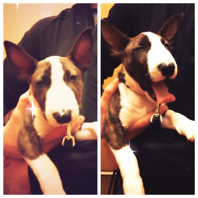 MrTallsDog's tweet photo. When your timeline is heaving with loads of cuteness it must be- Happy National puppy day! 
Or 🥱 in my case. #NationalPuppyDay https://t.co/lpLQi4GTD6