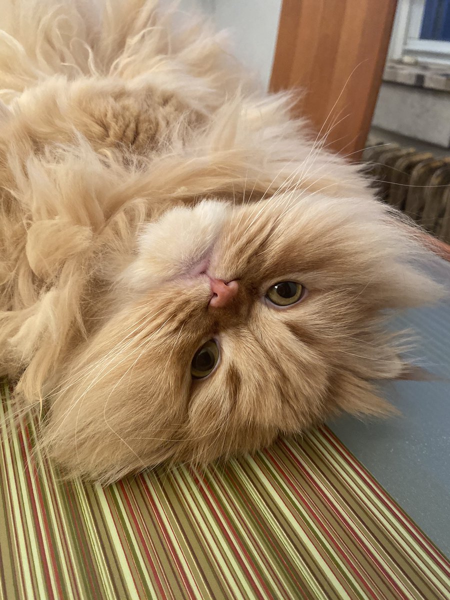 VitoandEnzosMom's tweet photo. @KevinScampi Dang and we here in NYC thought it was new cool British thing, Twipper! We wanna join! It sounds much betterer than Twitter!
#Twipper
#CatsOfTwipper https://t.co/2RgkeN8tQS