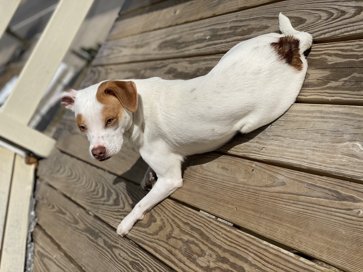 oxkeeks's tweet photo. My pup giving light skin vibes from all angles ππ #MyLittleModel https://t.co/cT6GUyYWfZ