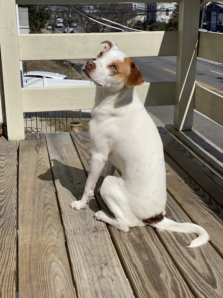 oxkeeks's tweet photo. My pup giving light skin vibes from all angles ππ #MyLittleModel https://t.co/cT6GUyYWfZ