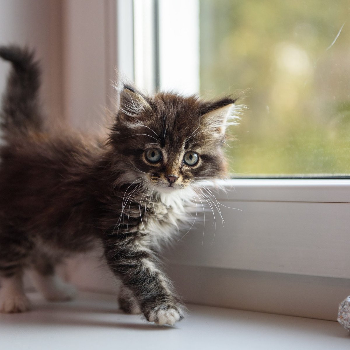 YKittenlover's tweet photo. #cat #cats #kitty #kitten #kittens #kittyperry #catlover #catlovers #CatsOfTwitter #CatsOnTwitter #CatSweat #Caturday #catsofinstagram #Caturday😍🥰😘 https://t.co/LOa032Tcpb