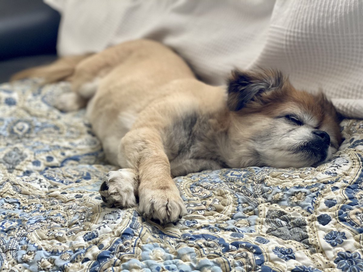 Lil’Roco tweet media