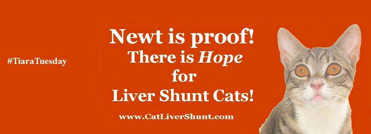 Nutmeg's Crew🌻🇺🇦 (@catgirl321) on Twitter photo For anyone who not know, #TiaraTuesday was FOUNDED by awe-inspiring <a href="/NewttheCat/">Newt Liver Shunt Cat</a> NEWT to promote awareness of liver shunts in cats and kittens (portosystemic shunt) and to share HOPE❤️ Do check out catlivershunt.com and help spread the word🐾 #NewtIsProof #cats #weeti #ZSHQ For anyone who not know, #TiaraTuesday was FOUNDED by awe-inspiring <a href="/NewttheCat/">Newt Liver Shunt Cat</a> NEWT to promote awareness of liver shunts in cats and kittens (portosystemic shunt) and to share HOPE❤️ Do check out catlivershunt.com and help spread the word🐾 #NewtIsProof #cats #weeti #ZSHQ