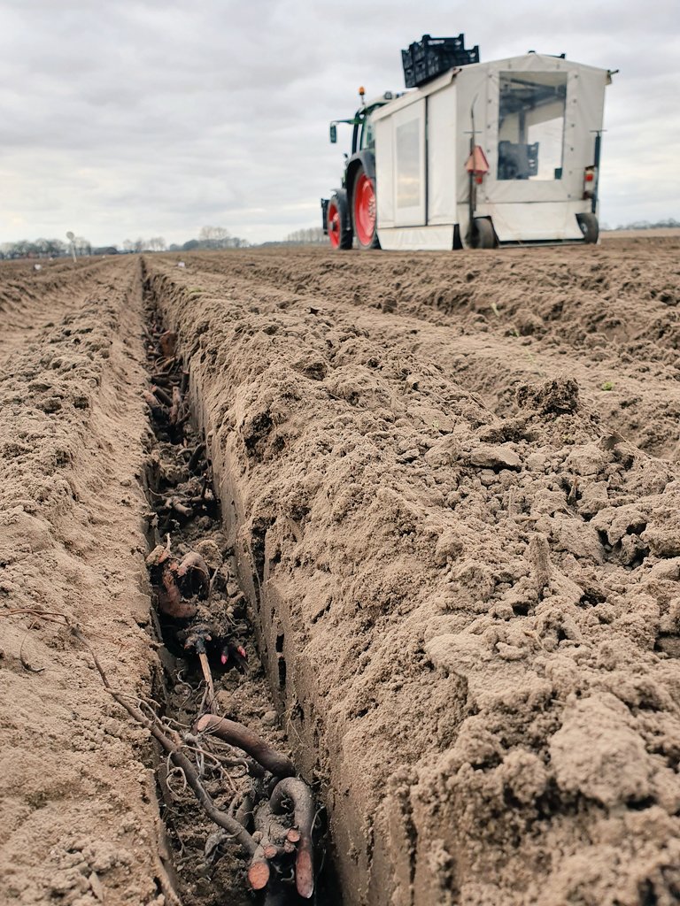 Hier gaan de laatste #pioenen voor de vermeerdering de grond in, voorzien van #VIVISOL_MINIGRAN in de plantgeul. De ervaring leert dat dit zwaardere planten oplevert, meer energie in de vorm van suikers en meer neuzen per plant! <a href="/summerflowersNL/">summerflowers.nl</a> <a href="/dcmnederland/">DCM Nederland</a>