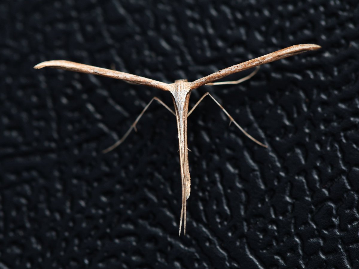 Noctuidae10's tweet photo. Common Plume (Emmelina monodactyla). Micro moths are very interesting looking moths, and the Plume moths are definitely some of the strangest looking!
#moth #moths #micromoth #plumemoth #insect #wildlife #nature @BCSomerset @SomersetLeps https://t.co/dtglBFHWMq