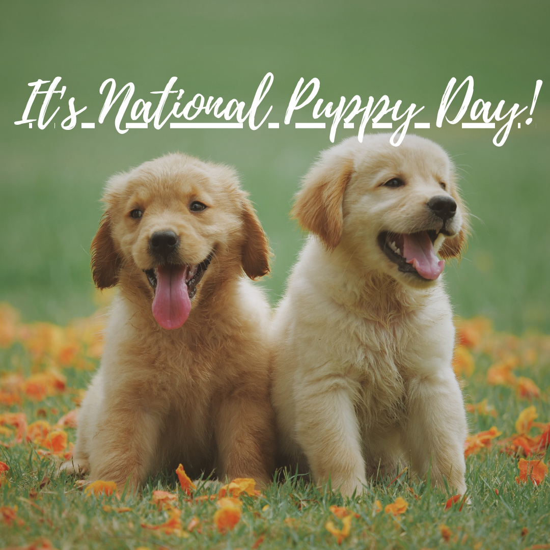 Curicynproducts's tweet photo. 🐶Today is National Puppy Day 🐶 Are you taking care of a puppy??? Check out our new blog to find out all you need to know. Link in bio... #curicyn #puppies #puppy #dogs #doglife #dogsofinstagram #dog #dogstagram #instadog #doglover #dogoftheday #doglovers #doglife #puppylove https://t.co/ht4Qg568gO