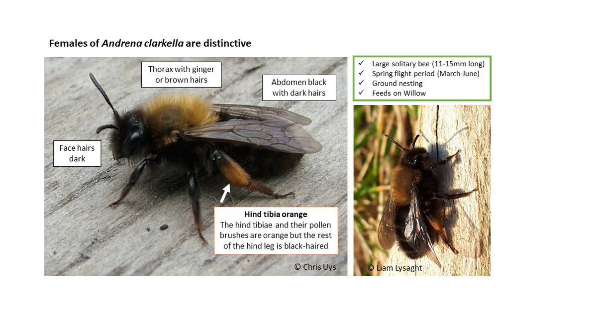 PollinatorPlan's tweet photo. Sightings coming in of Andrena clarkella, one of our earliest solitary bees. Keep an eye out near Willow - it's favourite food! Submit your records here: https://t.co/tCM6fw58kM @BioDataCentre https://t.co/0CSKbdb5wR
