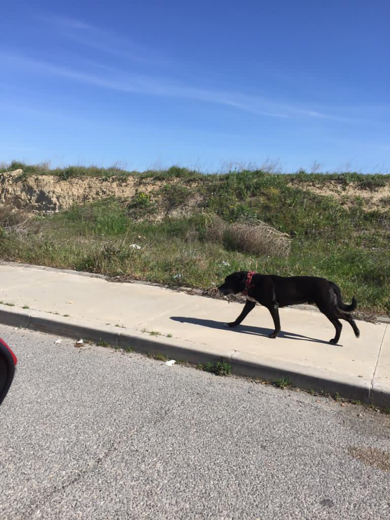 Acabamos de ver a este perro con (parece) una pata rota en el Polígono Los Olivos (Getafe). El collar es rojo y está bastante destrozado. Hemos intentado cogerlo pero huye corriendo todo el rato. Es negro y parecía joven. Si alguien lo reconoce o sabe de alguien 🙏🏽🙏🏽🙏🏽💔 
RT XFA
