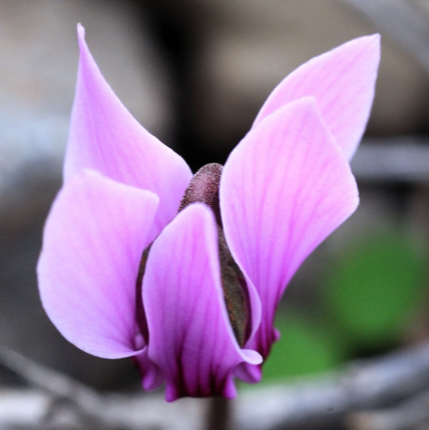 切ない花言葉 Setsunai Hana Twitter