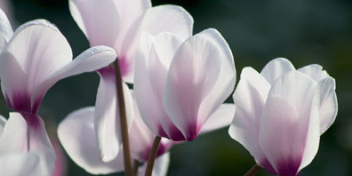 切ない花言葉 Setsunai Hana Twitter