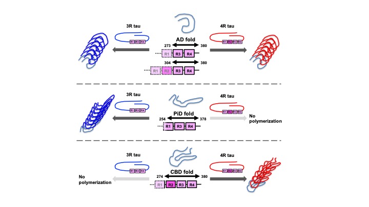 Brain1878's tweet photo. Tarutani et al. show that pathogenic tau seeds extracted from the brains of patients with tauopathies induce disease-specific seeded tau aggregation and filament formation in cultured cells. https://t.co/bXwDHedEwm https://t.co/lVG4tHuW5v